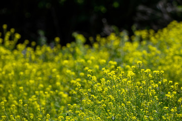 Fototapeta premium Close up of colza yellow flowers with blurry background. Copy space. Summer sunny day.