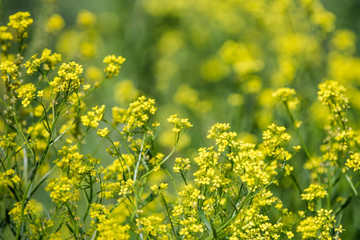 Obraz premium Close up of colza yellow flowers with blurry background. Summer sunny day. Copy space.