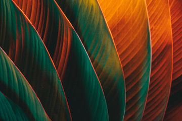 Palm leaf pattern lit with colorful lights