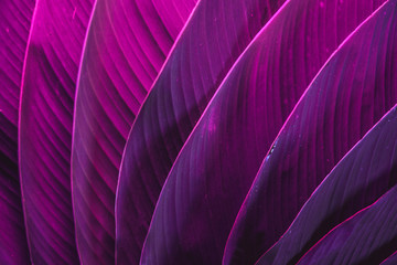 Ultraviolet colorful palm leafs pattern/background