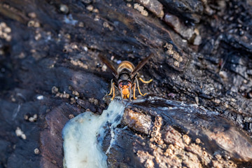 wasp