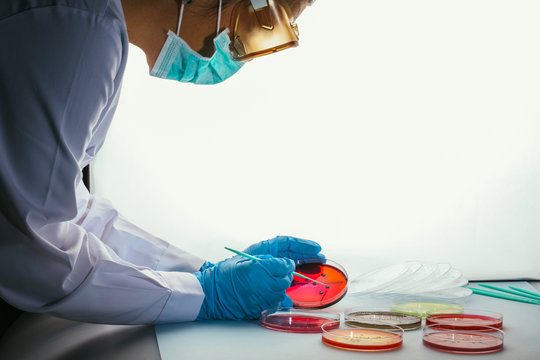 Woman working with petri dishes in the lab