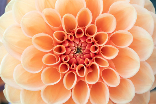Close-up of an orange Dahlia