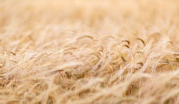 A field of golden wheat