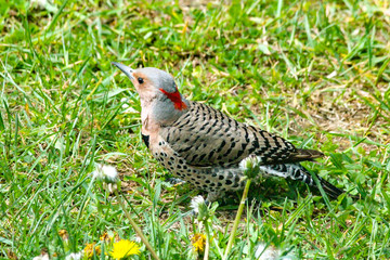 Northern Flicker