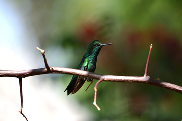 Hummingbird