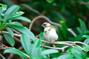 The outdoor fringillidae birds in the park