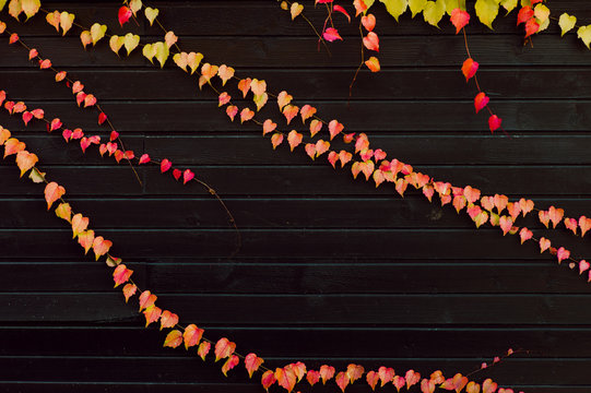 Autumns leaves against black wall