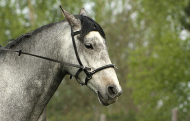 Angry grey horse ridden with cavesson- bitless bridle. Portrait, close up.