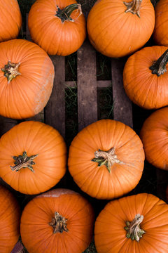 over pumpkins with copy space