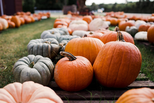 various pumpkins at a community pumpkin patch