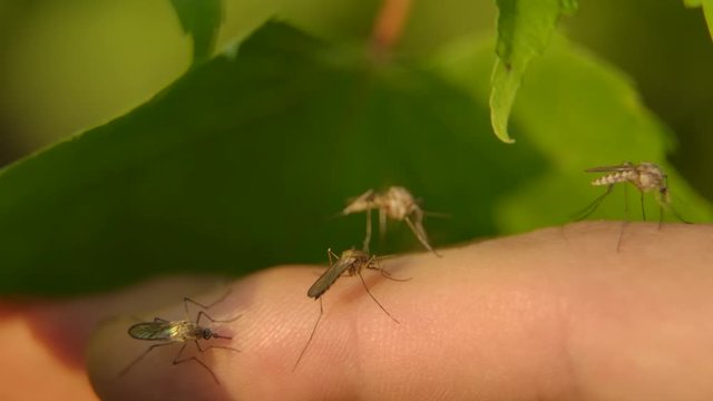 Four mosquitoes perch on a human finger, sting, and collect blood in this stunning macro shot from cinema camera at 120 fps.