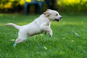 golden retriever puppy jumping in grass - obrazy, fototapety, plakaty