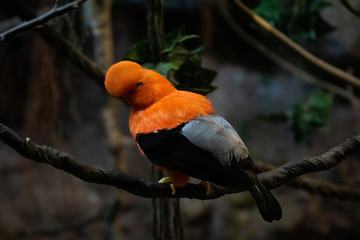 Gallito de Roca - Andean Cock of the Rock