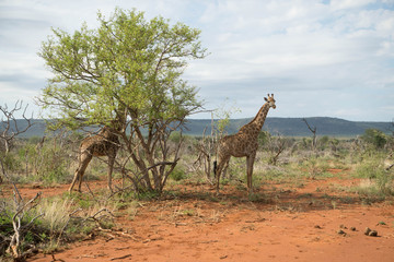 giraffes africa safari madikwe