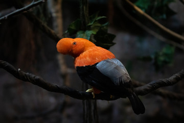 Gallito de Roca - Andean Cock of the Rock