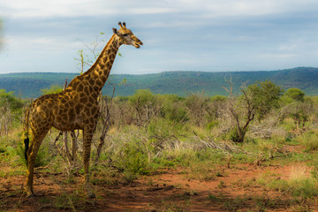 giraffe africa safari madikwe