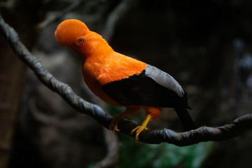 Gallito de Roca - Andean Cock of the Rock
