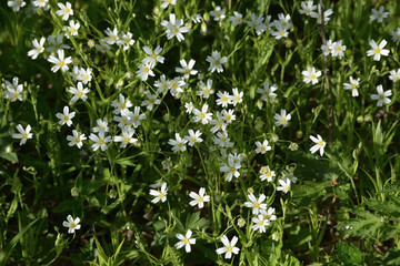 Obraz na płótnie Canvas Forest carpet of white flowers on a spring day