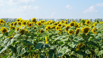 Obraz premium Sunflower field in countryside in Russia