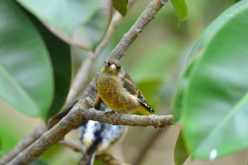 The outdoor fringillidae birds in the park