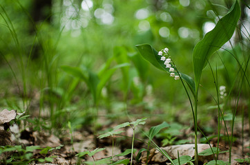 lily of the valley with green leaves on a wooden background