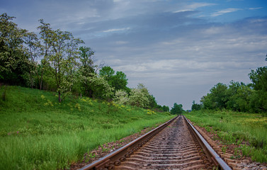 Fototapeta premium Slender green trees in the forest