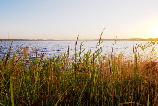 lake with reeds