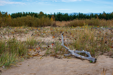 old dry vegetation texture in autumn nature