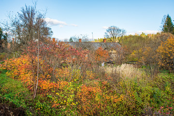 summer sun lit green forest park for relaxsation