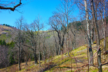 isolated natural landscape in the forest, on the mountains, high on the hill. dry arid green scrub for the summer heat.