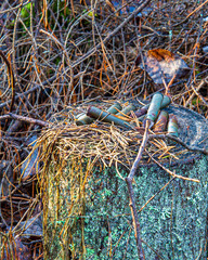 Obraz premium old dry vegetation texture in autumn nature