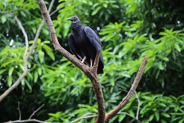 URUBU