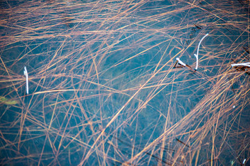 dry old grass bents in water texture