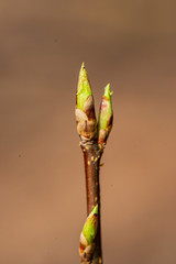 old dry vegetation texture in autumn nature