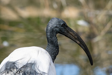 Ibis Sagrado
