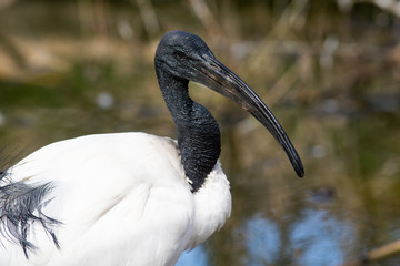 Ibis Sagrado