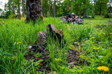 illegal dumpster in the woods forest in summer