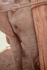 Fototapeta na wymiar A beautiful elephant in Africa. Animal world