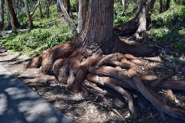 Tropical tree, root possibly corymbia intermedia at Noosa National Park