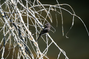 A black phoebe perched in the Oregon wild
