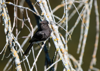 A black phoebe perched in the Oregon wild