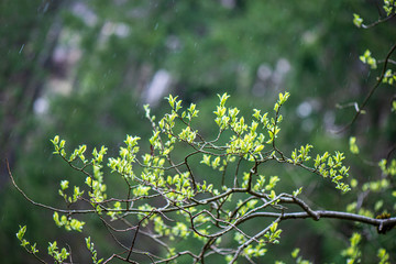 fresh green leaves with blur background in spring sun