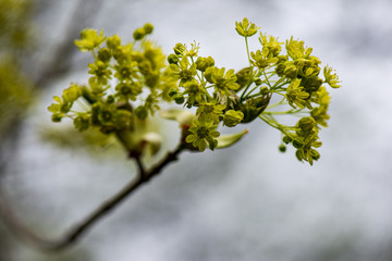 fresh green leaves with blur background in spring sun