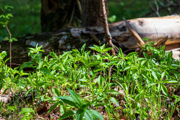 fresh green leaves with blur background in spring sun