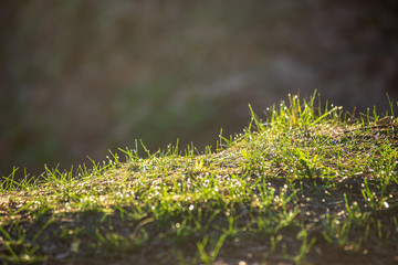 dry old grass bents in water texture