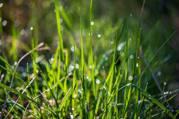 fresh green leaves with blur background in spring sun