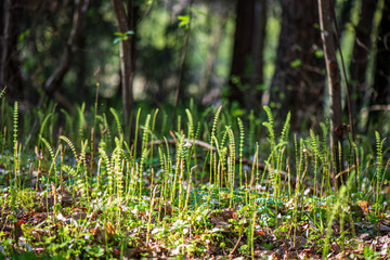 fresh green leaves with blur background in spring sun