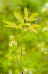 Sarsaparilla - Aralia nudicaulis