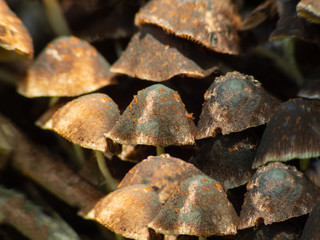 Amanita muscaria, commonly known as the fly agaric or fly amanita, is a basidiomycete of the genus Amanita.